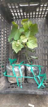 Product Review of Hai cây nho giống 1 kẹo 1 bailey from >** 1