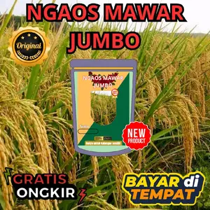 BIBIT PADI NGAOS MAWAR JUMBO KEMASAN 1 KG Benih Unggul Nasi Pulen Wangi Aromatik Daun Bendera Kudung Potensi Panen Tinggi