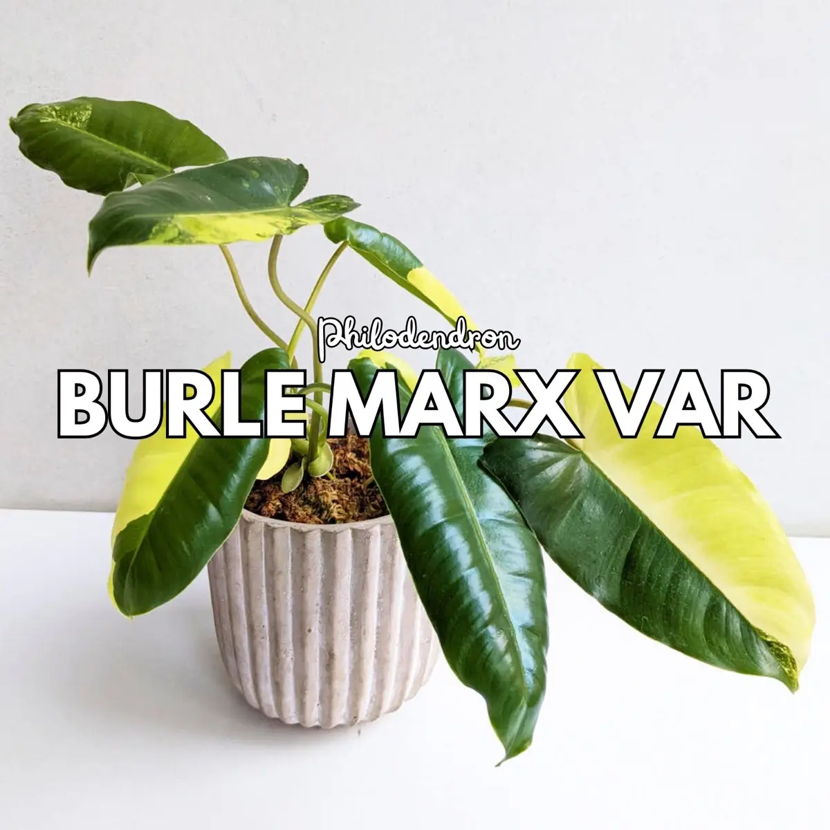 RHAFflora | +freegift Philodendron Burle Marx Variegated (Artificial Plant)