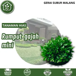 Rumput Gajah Mini Murah 5 x 5cm untuk Taman dan Kuburan Potelan - Rumput Hidup Segar