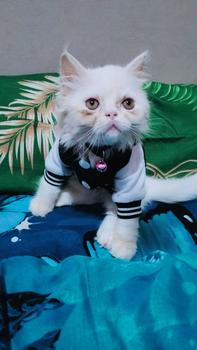 Product Review of baju kucing lucu aksesoris hewan peliharaan - BUKIPET BASIC VARSITY from j**1 1