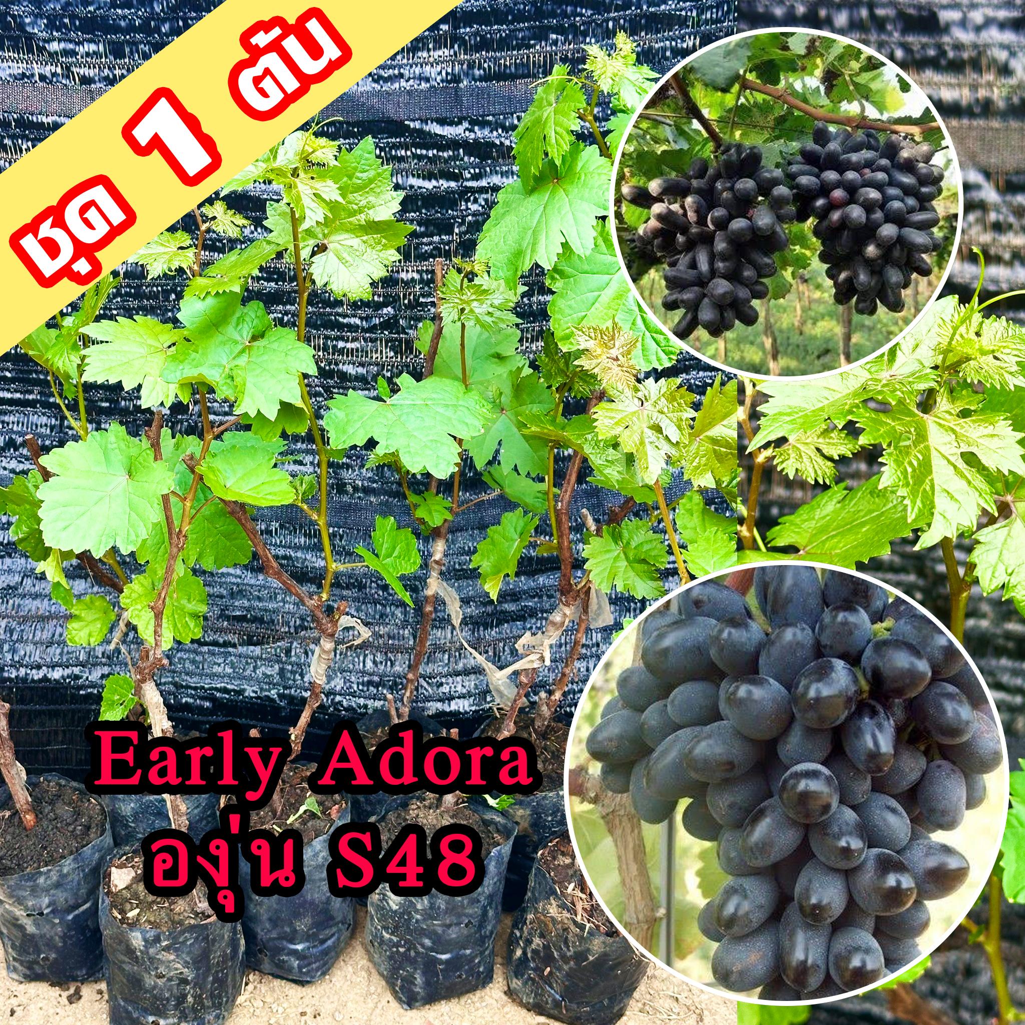 1 ต้นองุ่น Early Adora ต้นพันธุ์องุ่น S48 เสียบยอดสูง 40-60 ซม ต้นองุ่น S48 ต้นองุ่นเสียบยอด สายพันธ