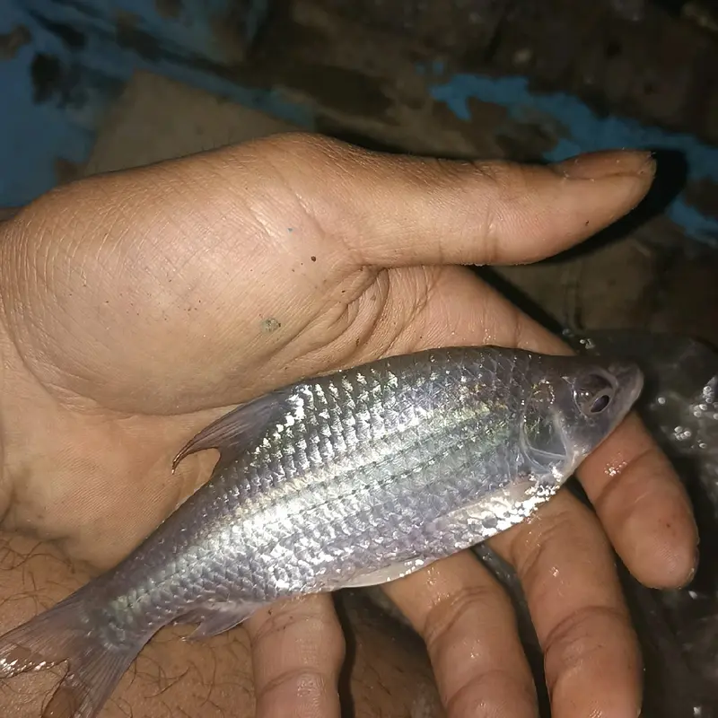 umpan mancing nilem,wader,tawes,nila paling ampuh Ikan Pancing 4