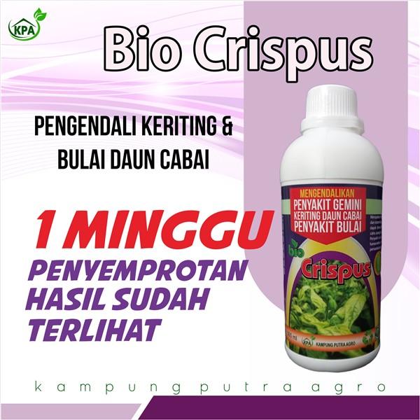 Gambar BIO CRISPUS PENGENDALI DAUN KRITING & GEMINI PADA DAUN dari kampungputraagro Kota Salatiga Tokopedia