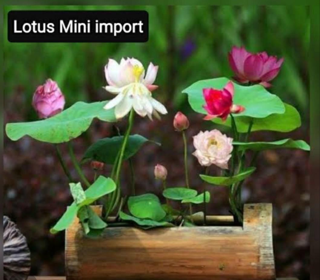 3 butir biji benih tanaman bunga lotus mini mix warna