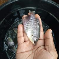 Gambar Benih ikan gurami kwalitas unggulan  size  7-9 cm dari Haris Benih ikan Bekasi timur Kab. Bekasi 2 Tokopedia