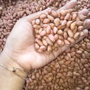 kacang tanah mentah sedang