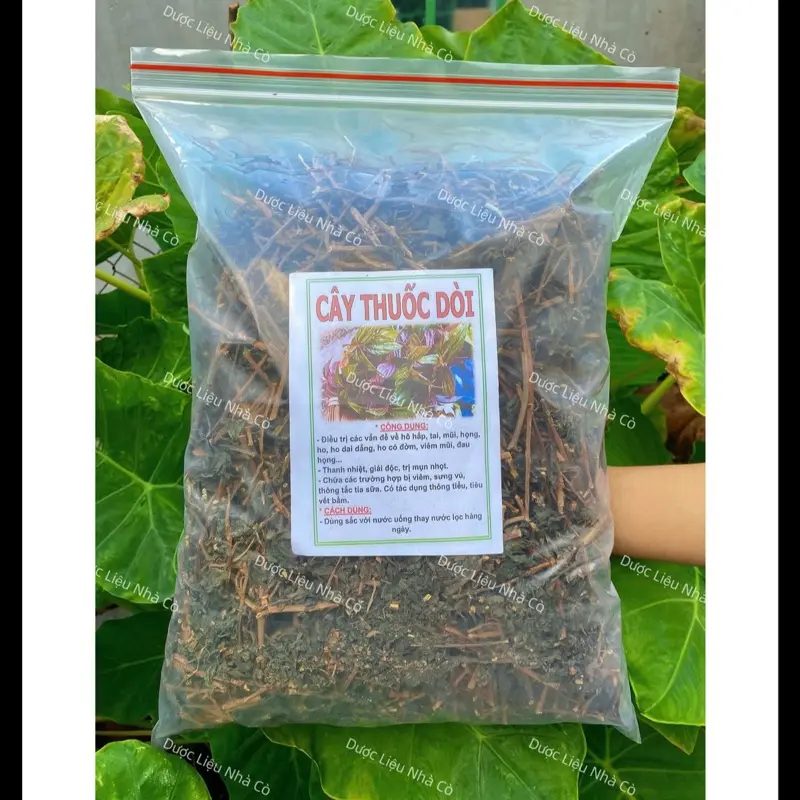 Cây Thuốc Dòi ( Bọ Mắm )  Bịch 1 kí