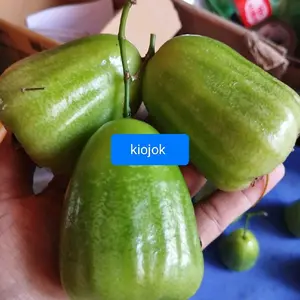 Fress Cangkok dan Okulasi Jambu Air Manis Buah Segar dan Lezat Nikmati Kelezatan Jambu Air Manis Segar Rasa Manis Alami Cocok Untuk Konsumsi Kapan Saja