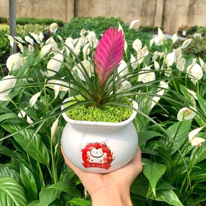  Cây Thẻ Bài chậu gốm sứ cao cấp. Giao mẫu chậu Ngẫu Nhiên. Dáng cây cứng cáp lá dài nhọn và màu hoa rực rỡ mang ý nghĩa phong thủy tốt lành tượng trưng cho sự bền bỉ may mắn tài lộc và sức khỏe. Cây phong thuỷ nội thất. Cây để bàn mini. Decor nhà 