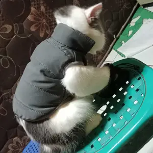 Baju Kucing Anjing Lucu Cowok Cewek Murah Jaket Gelembung - Bukipet Puffer Jacket Series