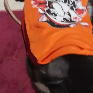 Baju kucing anjing cowok cewek lucu murah - Bukipet Kicau Mania 81 Tank Edition