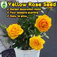 Gambar 80 pcs/pack Bibit Bunga Mawar Kuning untuk Berkebun Bibit Tanaman Mawar Berbunga Wangi Bibit Bunga Bonsai Dalam Ruangan Mudah Tumbuh Bibit Mawar Kuning untuk Menanam Bunga Pohon Bonsai Tanaman Hidup Dijual Tanaman Asli Tanaman Udara Halamang Namumulaklak - 1 Bag-166U dari Benih Pilihan Alam Kota Administrasi Jakarta Pusat 1 Tokopedia