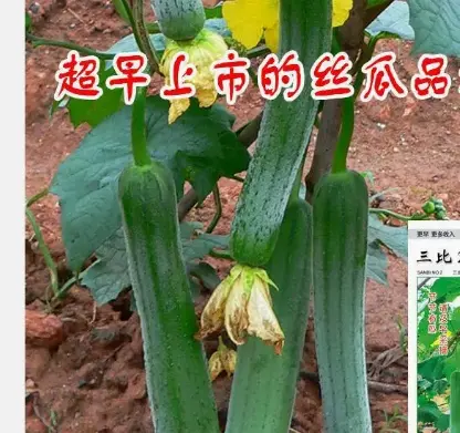 Dingpai Youbi No. 1 3-6 2 Luffa seeds premature high-yield super fragrant spring four seasons vegetable seeds