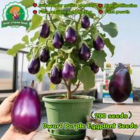 Gambar 100% Asli 200 Biji Benih Terong Ungu Besar Hasil Tinggi Untuk Menanam Tanaman Sayuran Benih Terong Bulat Hibrida F1 Benih Organik Segar Benih Sayuran Bonsai Untuk Berkebun Benih Condor Buto Ng Gulay Bibit Sayuran Benih Talong Mudah Tumbuh - 4 packs - Seeds dari Benih Pilihan Alam Kota Administrasi Jakarta Pusat 1 Tokopedia