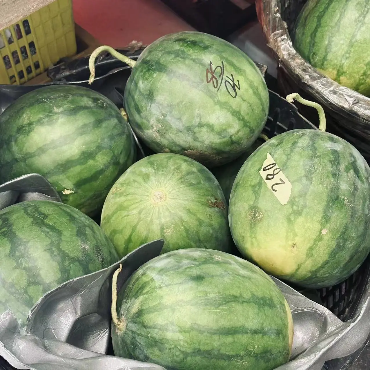 Malaysia Exceptional S Watermelon