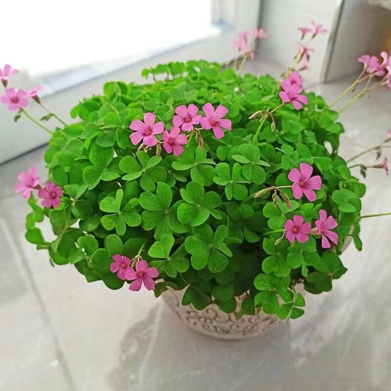 Product Introduction of [Fast Shipping] 200 Seeds/pack Three Leaf Glass Flower Seeds Bonsai Seeds for Planting Lucky Three Clover Leaf Seedlings Perennial Lucky Plant Seeds Vegetable Seeds Home Garden Decoration Items Indoor Plants Potted Live Plants for Sale Easy To Grow 63