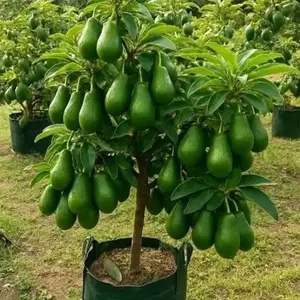 Bibit alpukat aligator jumbo (1 Paket isi 3 bibit) hasil okulasi mudah berbuah bisa berbuah di pot