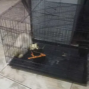 Kandang Hewan, Sangkar lipat, kandang besi Seperti Sugar Glider, tupai, Kucing dll