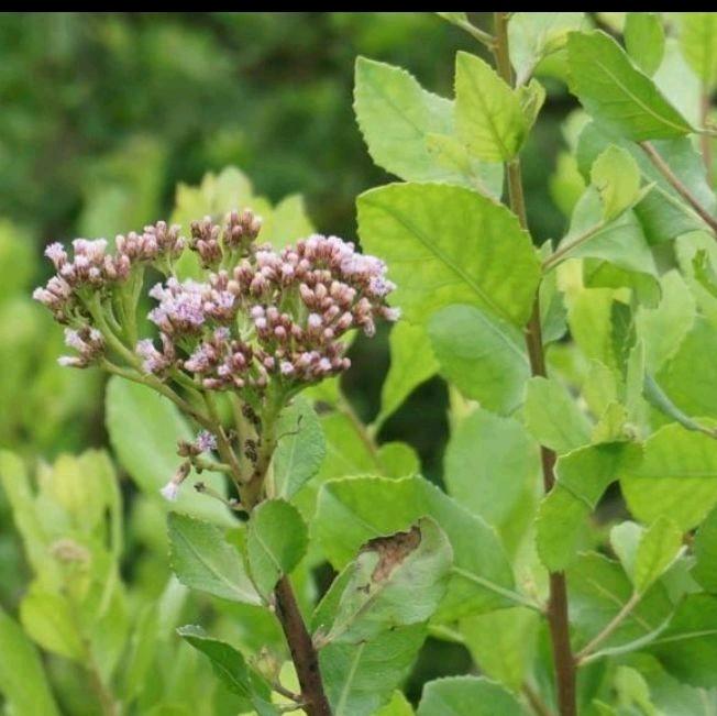 Artificial 3 Keratan Pokok Ulam Beluntas - TikTok Shop Malaysia