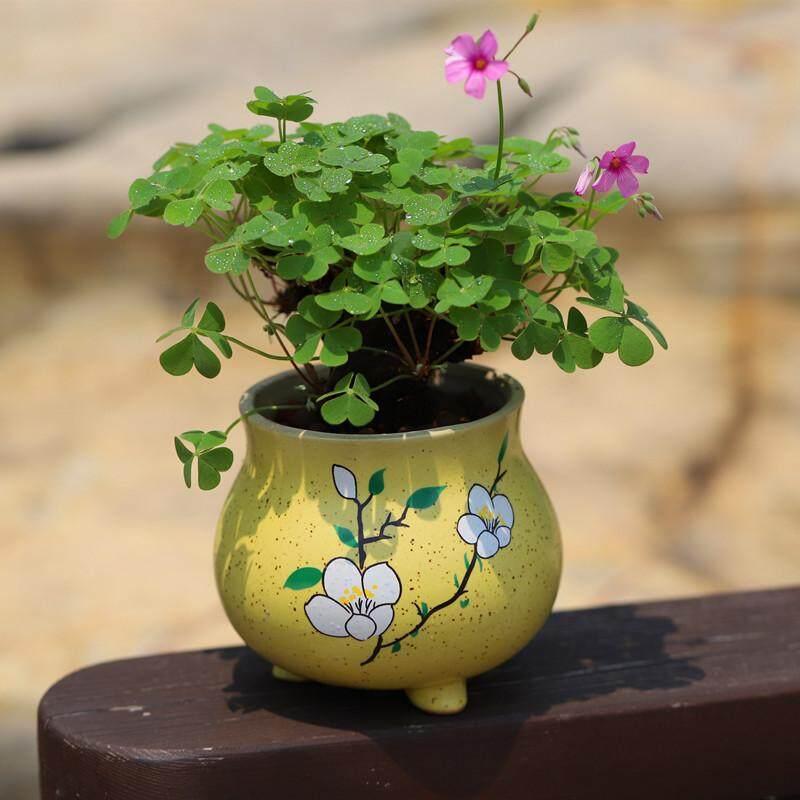Product Introduction of [Fast Shipping] 200 Seeds/pack Three Leaf Glass Flower Seeds Bonsai Seeds for Planting Lucky Three Clover Leaf Seedlings Perennial Lucky Plant Seeds Vegetable Seeds Home Garden Decoration Items Indoor Plants Potted Live Plants for Sale Easy To Grow 64