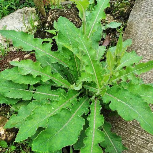 Bibit tanaman tempuyung per 1 sudah ada akar media tanah siap kirim