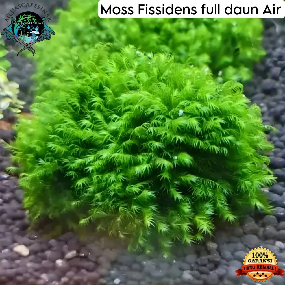 Moss Fissidens daun air sudah lengkap dengan media tanam wabikusa tanaman aquascape/hiasan akuarium