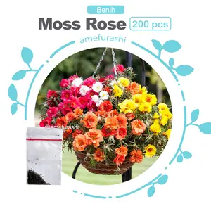 Benih Bunga Moss Rose Amefurashi - Termurah dan Berkualitas