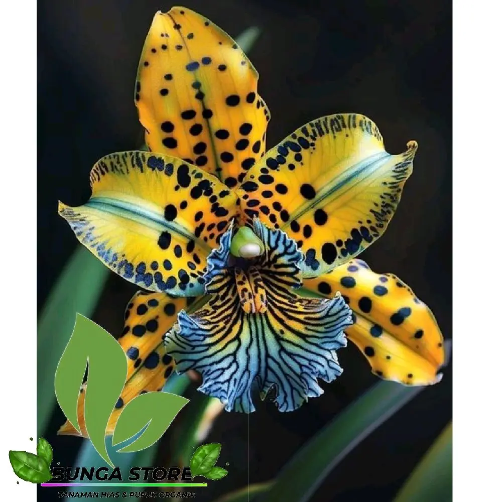 Bunga Anggrek dendrobium dewasa import - Tanaman anggrek dendrobium siap berbunga