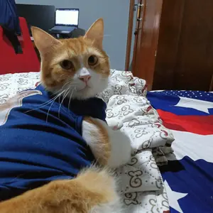 Baju Kucing Lucu  CEO Ngantuk  | Kostum Anabul Unik Tanpa Lengan