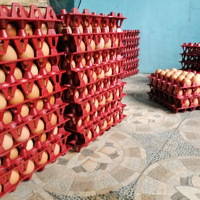 Tempat Telur Keranjang Telur Rak Telur Plastik Tray 30 butir Rak Telor Plastik Egg Tray Krat Telur 7