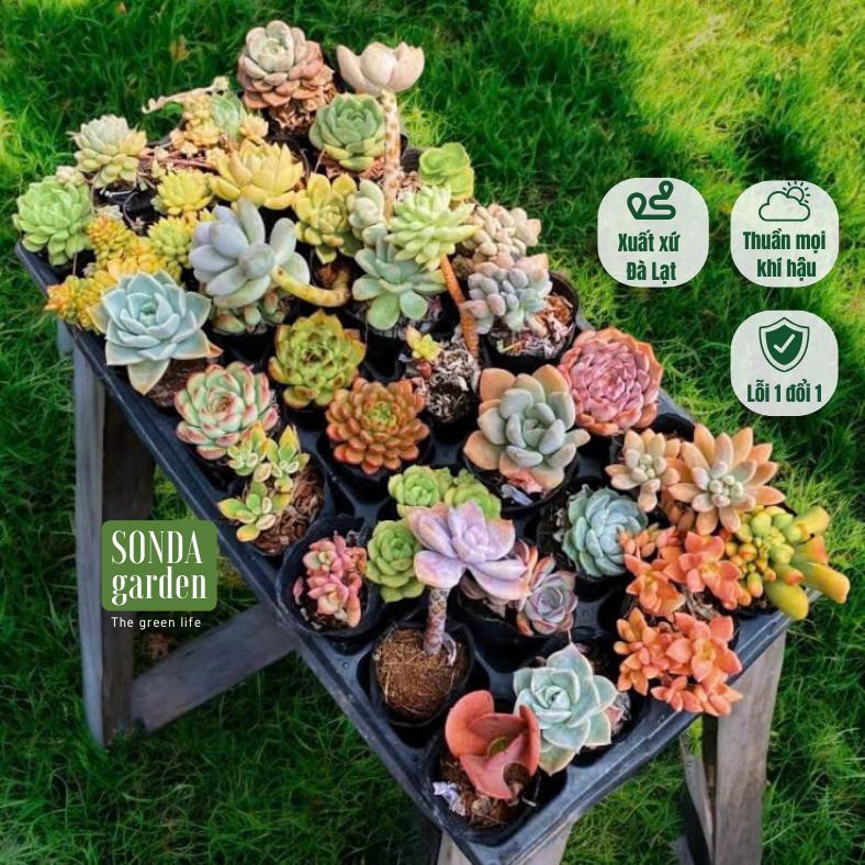 Sen đá cúc cu cổ thụ 15 loại ép màu ép form 2 năm tuổi tặng kèm 1kg đất và 20 lá mầm 4-6cm SONDA GARDEN, cây cảnh trang trí nhà cửa, lỗi 1 đổi 1