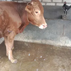 Sandal selop karet model bakpao baim lentur Size 39-43