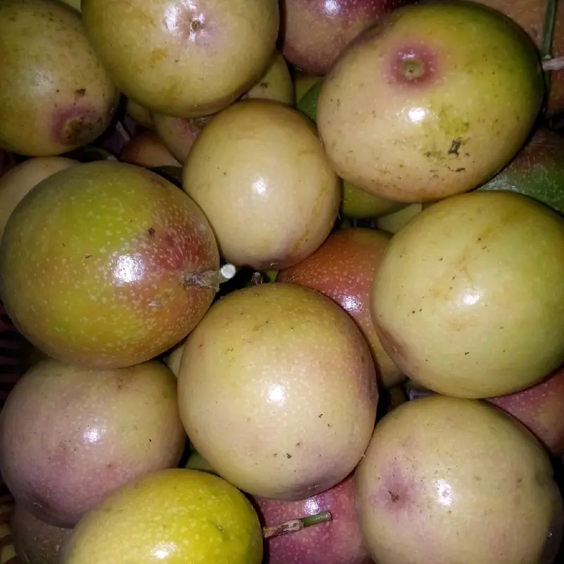 buah markisa merah mix kuning kualitas super berat 1 kg 2