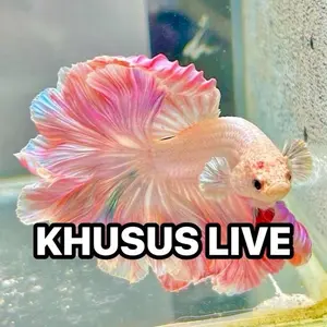 Perlangkapan Akuarium || Ikan Cupang Khusus LIVE