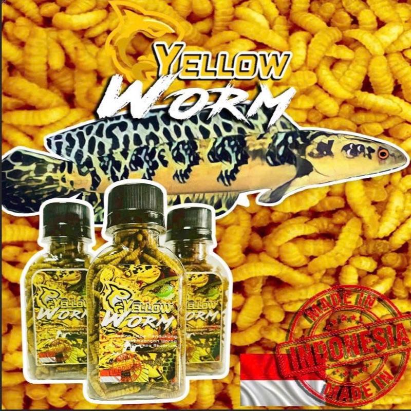 Yellow Worm - Sâu Sấy Vàng Cho Cá Lóc Vẩy Rồng Vàng & Các Loại Cá Có Sắc Tố Vàng - Hỗ Trợ Lên Màu - Made in Indonesia - Thức Ăn Tự Nhiên Giàu Dinh Dưỡng