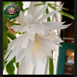 Promo Tanaman hias wijaya kusuma putih Pasti Hemat