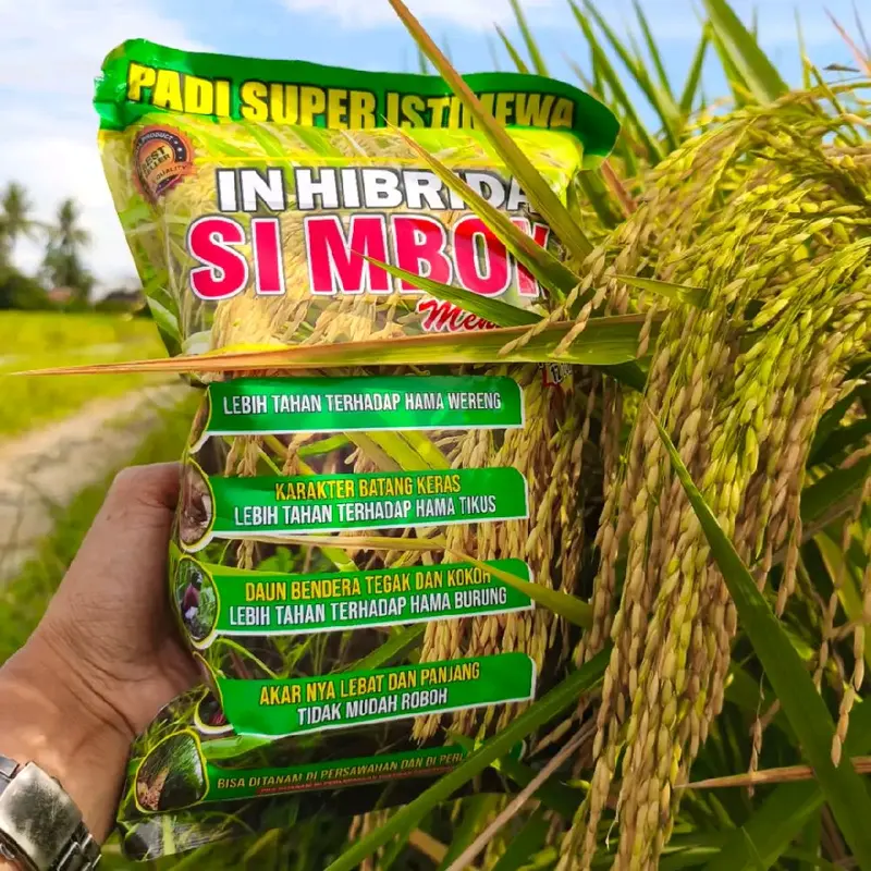 (4Kg )PADI SIMBOK MENTES Premium Original BERGARANSI 8