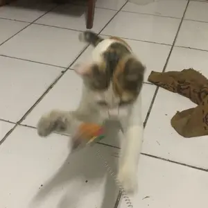 Mainan Kucing Bola Plastik Tikus Goyang Mainan Hewan Peliharaan Kucing Anjing Rattle Pet Toys Dog Cat Tumbler Mouse Swing Spring Mainan Per Kucing Bulu Goyang