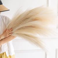 Gambar [12 pcs] Pampas Dried Grass / Rumput Pampas / Preserved Pampas 56cm Bunga Hiasan Rotan - White, 12pcs dari Dekorasi Tanaman Buatan Kab. Tangerang 4 Tokopedia