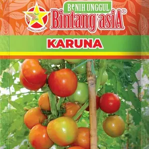 Benih Tomat Hibrida KARUNA F1 Original Bintang Asia isi 10 Gram