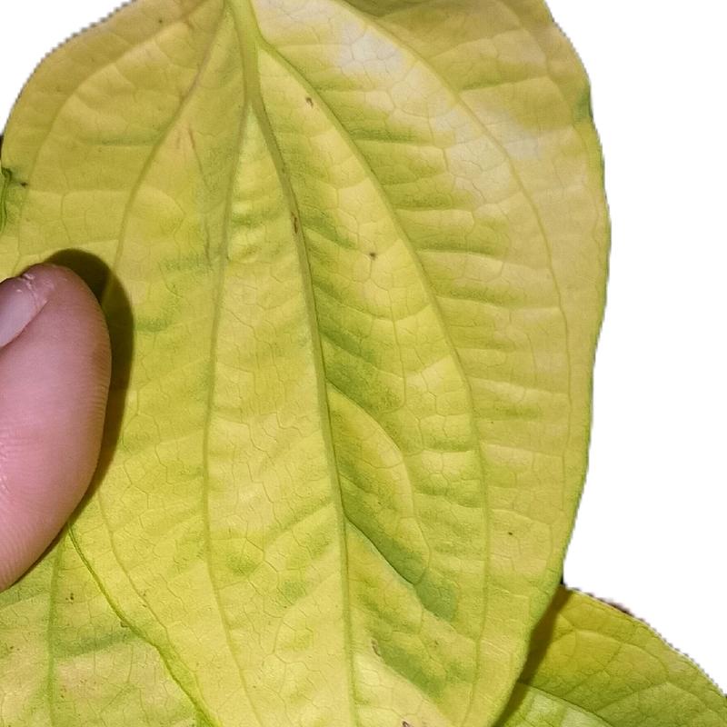 daun sirih kuning,daun herbal obat herbal - Shop | Tokopedia