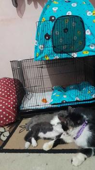 Product Review of Salep Krim Fungiluk Penghilang Jamur Scabies Kulit Kucing Anjing Anti Gatal Hewan Peliharaan Aerizoo from r**8 0