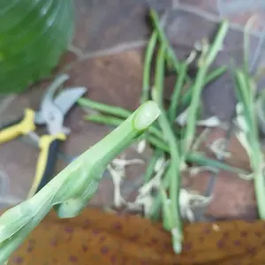 ID.BOIS 35MM Gunting Dahan SK5/Gunting Pohon Ranting /Gunting Kebun & Tanaman Fruit Tree Pruning