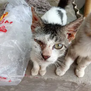 Clever Solutions - Obat Scabies Kucing Obat Jamur Kucing Scabies Gudik Demodex Impetigo Kutu