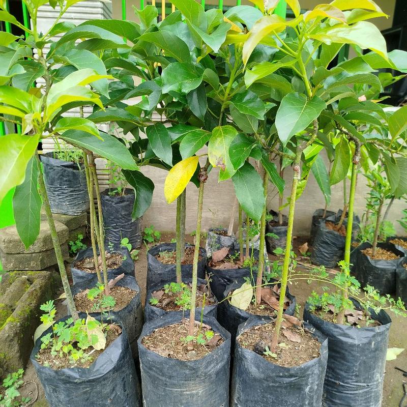 Bibit Tanaman Alpukat Aligator 1