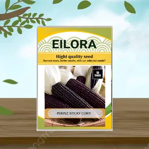 55 BUTIR BIJI/BENIH JAGUNG KETAN UNGU Alami