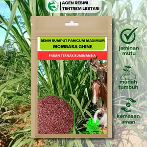 Benih Rumput Mombasa Ghine 1000 Biji Urban Farming Mombaca Panicum Maximum