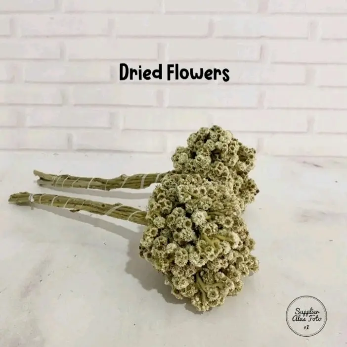 Dried Flower Bunga Kering Rustic Edelweis - Props Foto