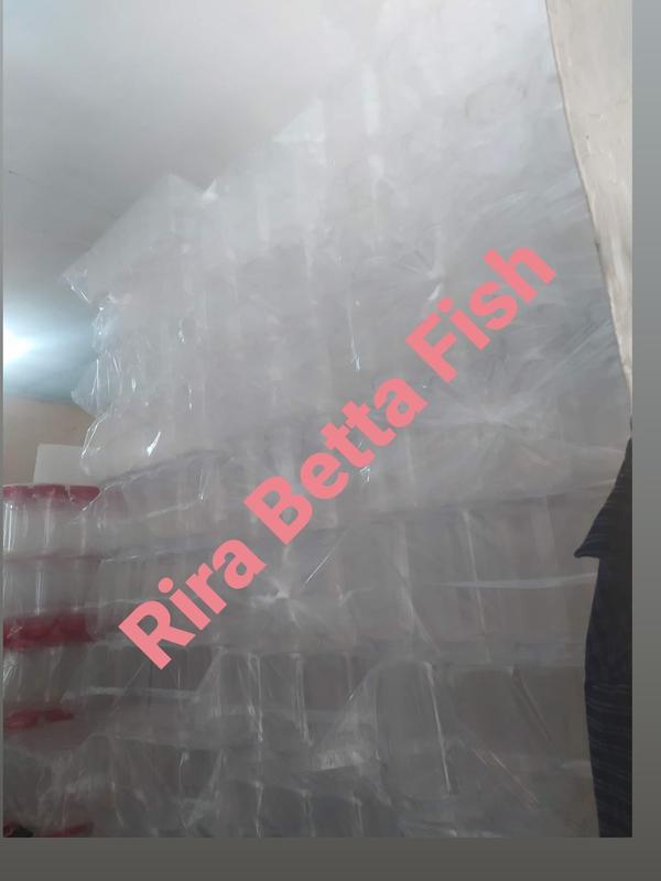 toples cupang 4 liter kotak polos tanpa list 3